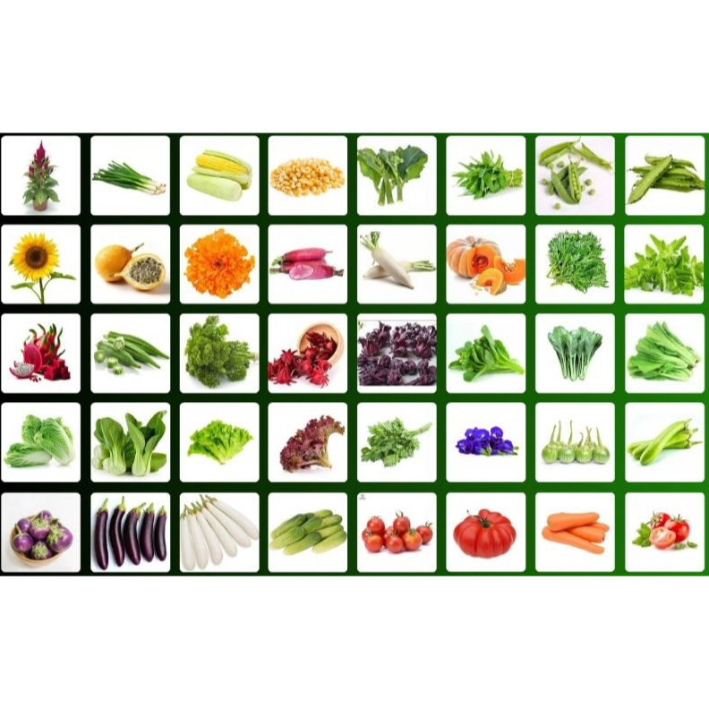 Bibit Kangkung Bangkok