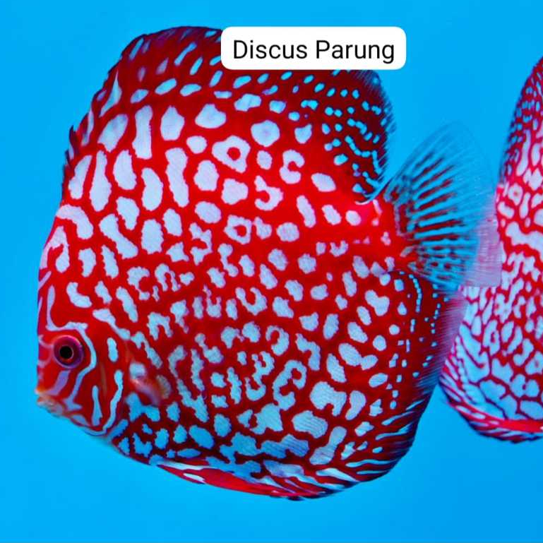 discus 1inch - pigeon jaguar