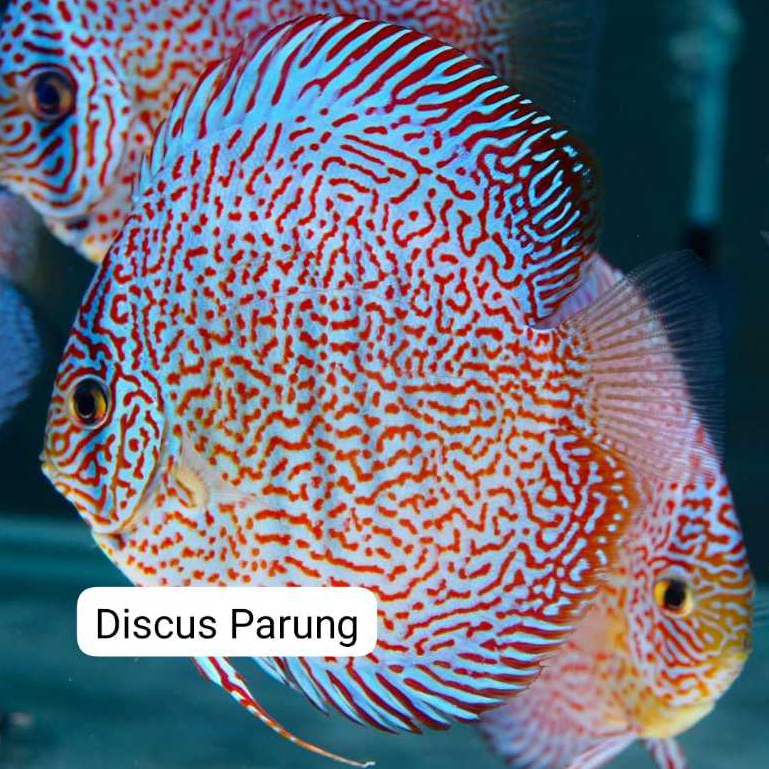discus 1inch - king viper