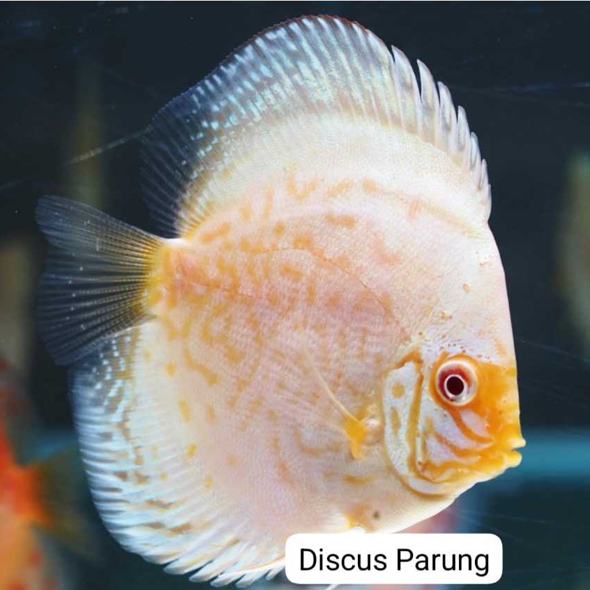 ikan discus 1inch - white butterfly