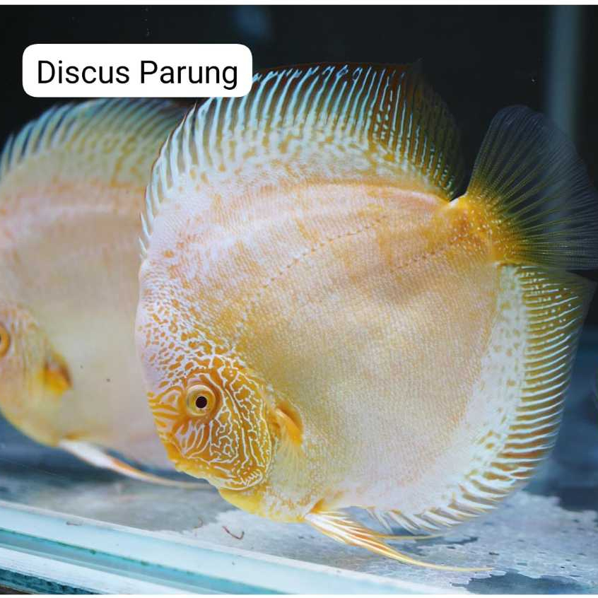 discus 1inch - golden white scorpio