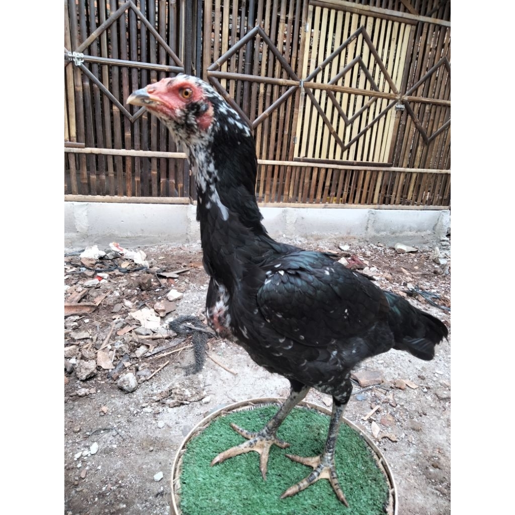 Ayam Pakhoy Dara usia 5bulan full brakot/Brakot brutal /drumband trah jelas