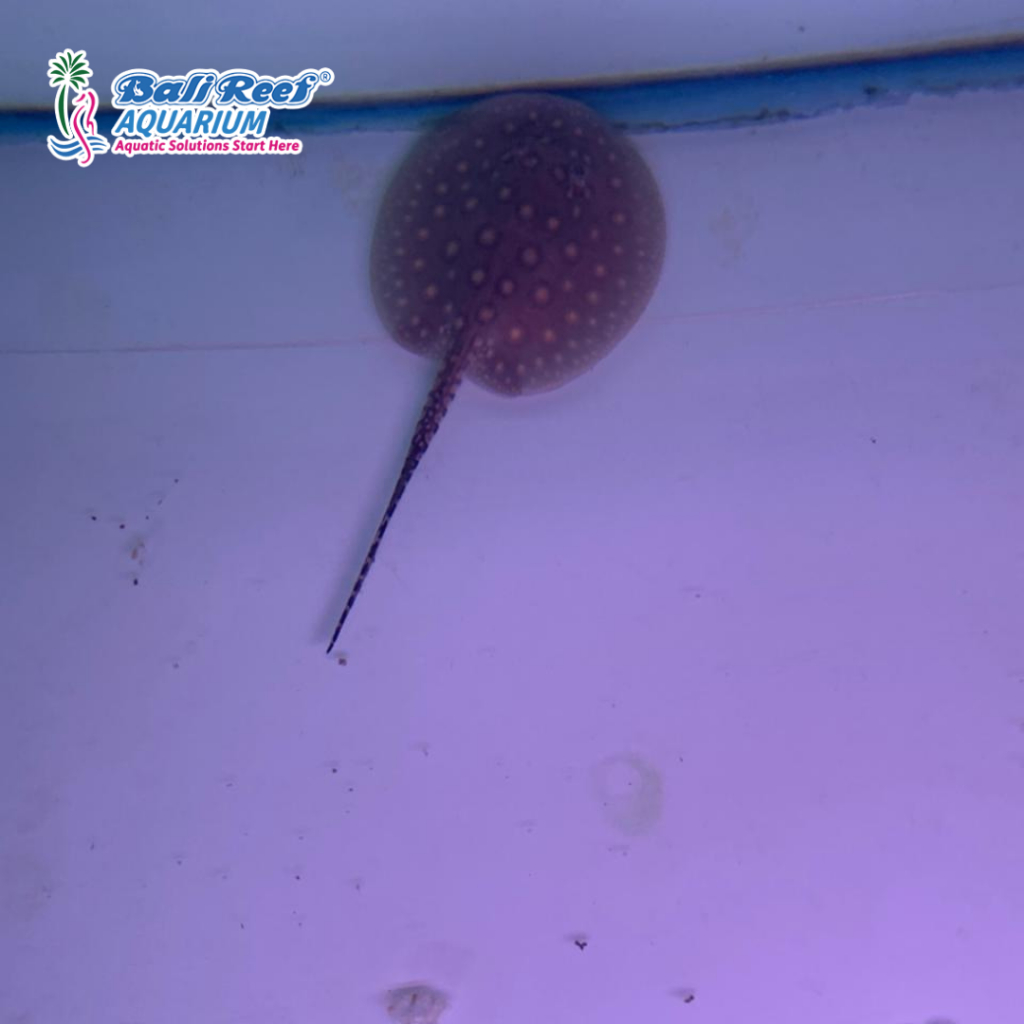 Ikan Hias Air Tawar Pari Marble uk 15 cm