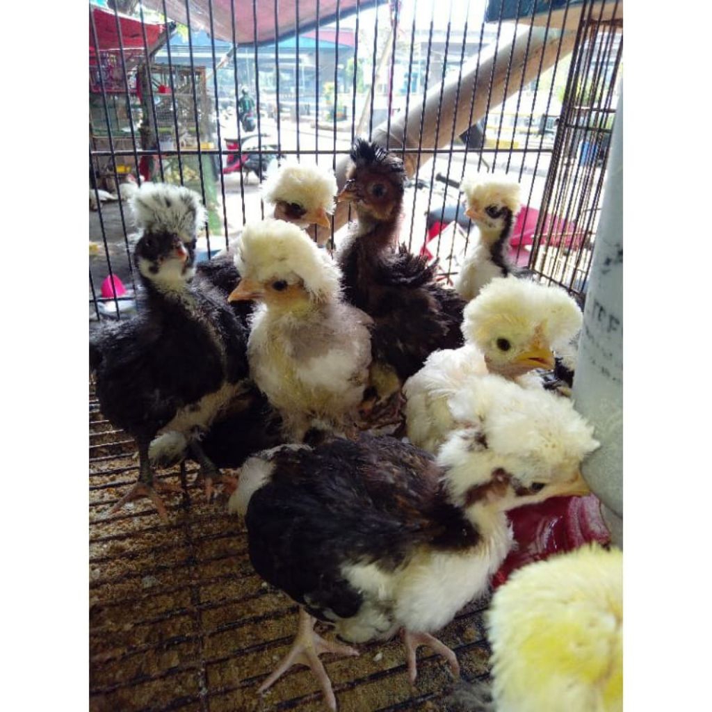 Ayam  Hias Polandia Usia 10 hari Cocok untuk peliharaan