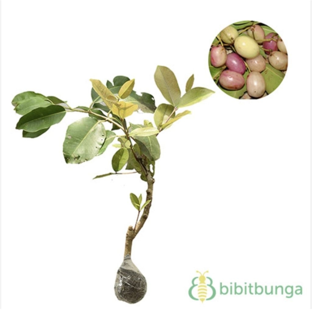 Tanaman Buah Duwet Putih Okulasi Cepat Berbuah 100% Original