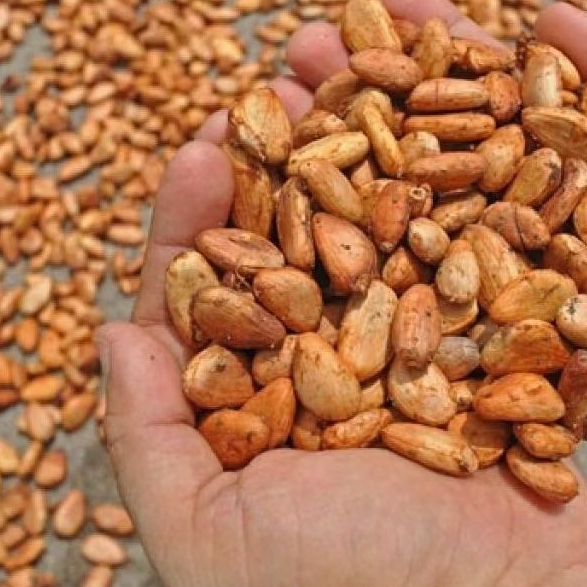 Biji Coklat Kering 1kg Kakao Kering