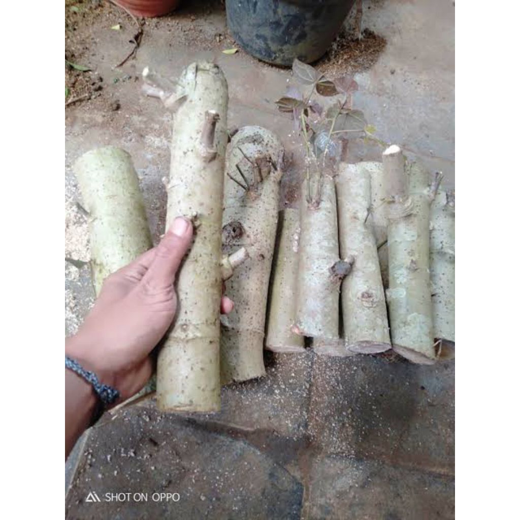 tanaman waru merah bahan bonsai