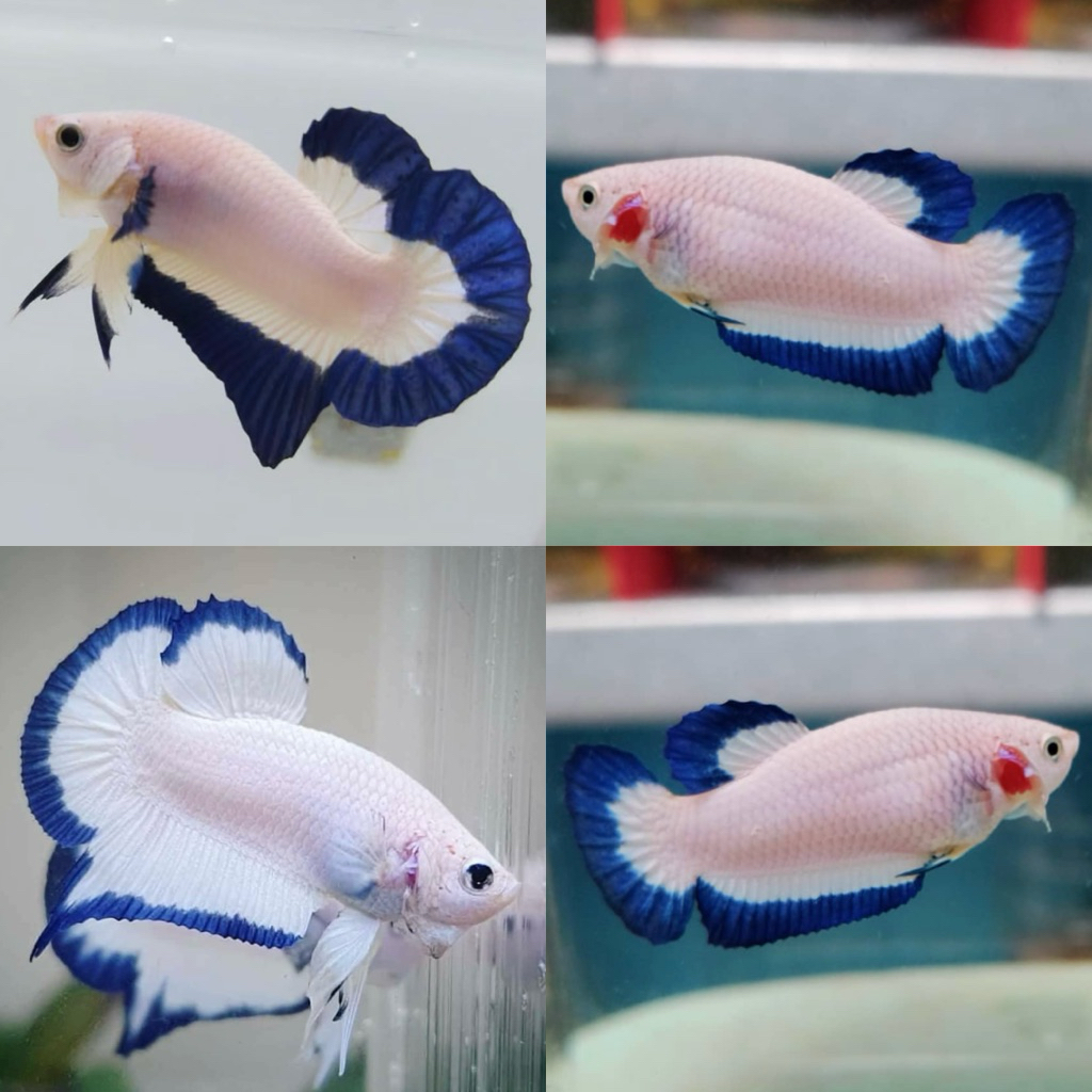 sepasang cupang plakat bluerim hiasan aquarium