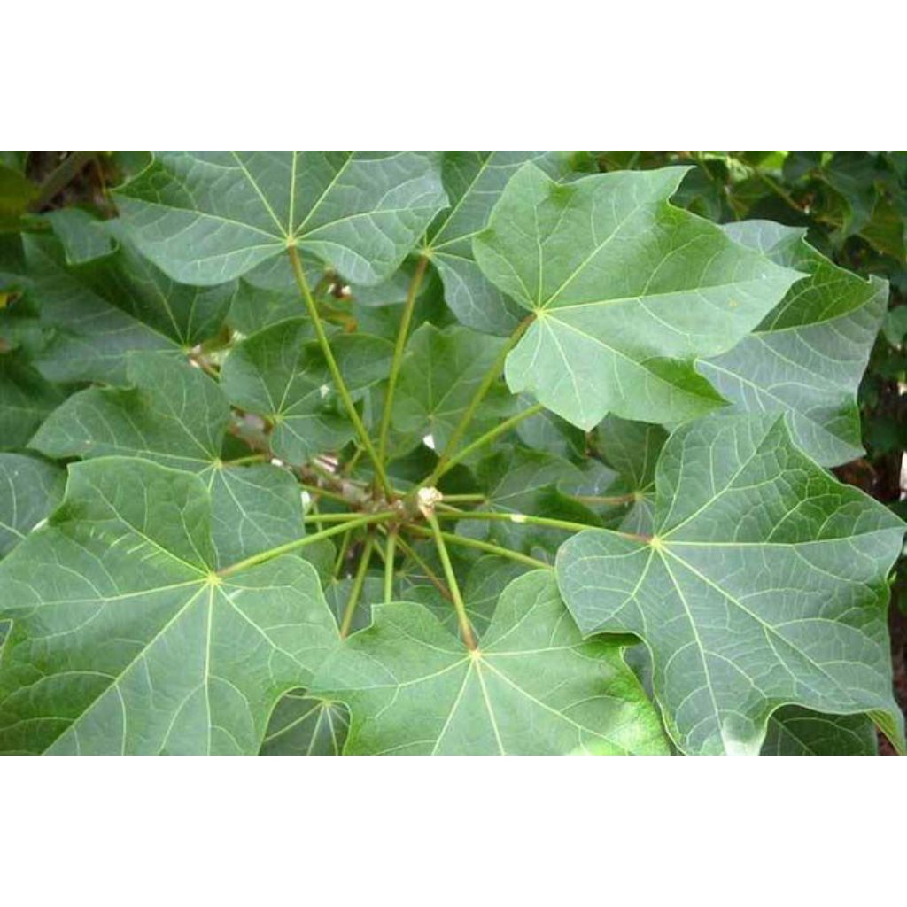 Stek Batang Tanaman Jarak 1 ikat 10 Batang | Tanaman Herbal