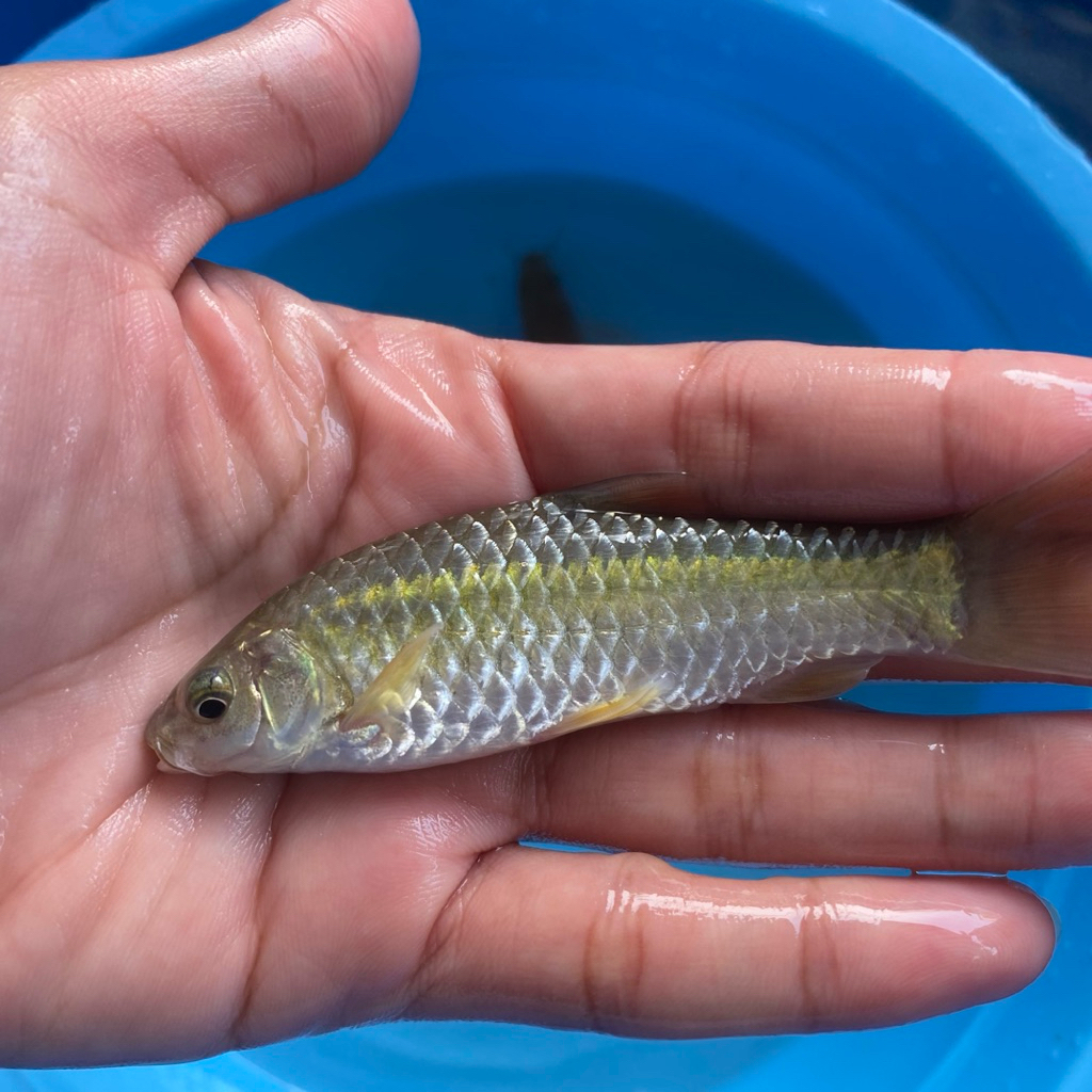 BIBIT IKAN NILEM sehat berkwalitas