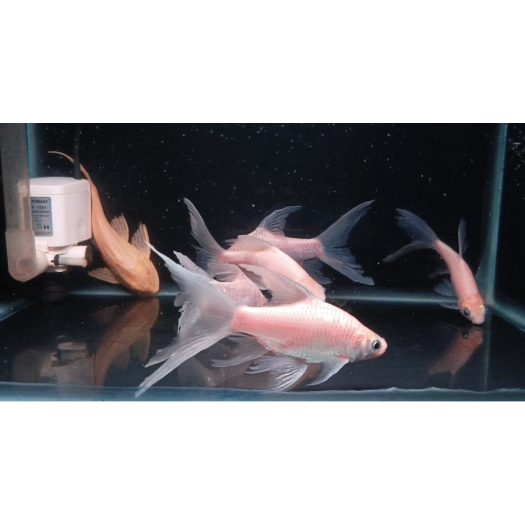 Kaviat Platinum Slayer