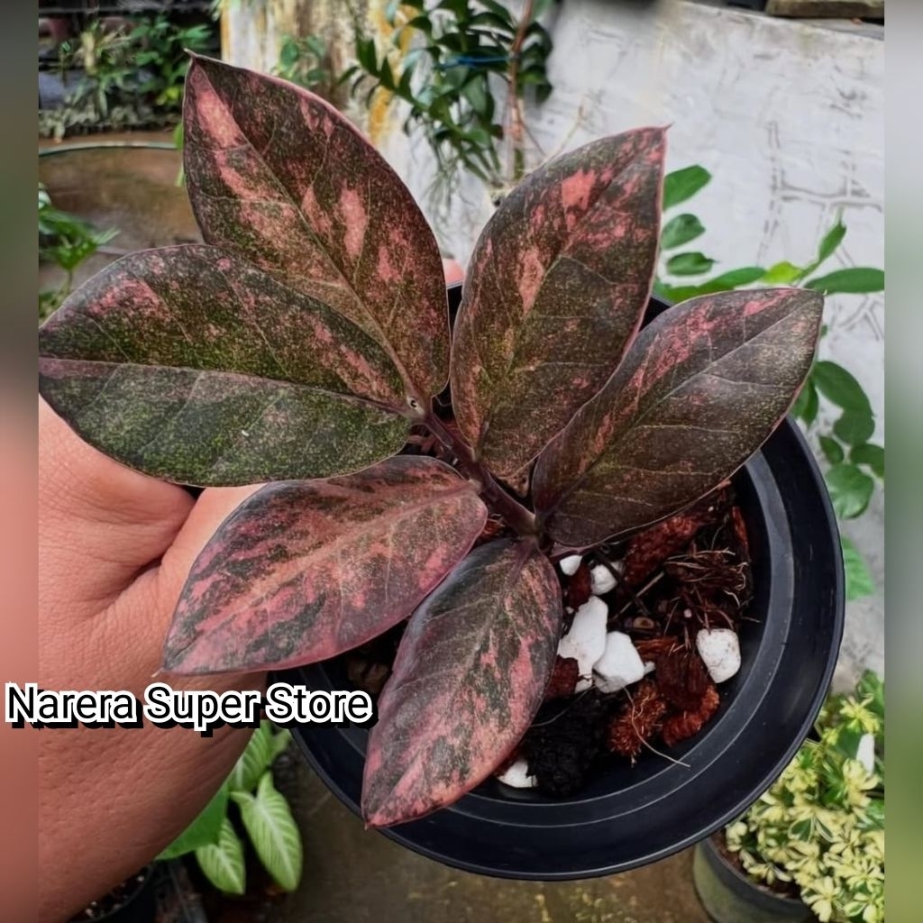 Tanaman Hias Black Zz Pink Variegated Zamia Raven Reven Variegata Varigata Real Pict Murah Ekonomis