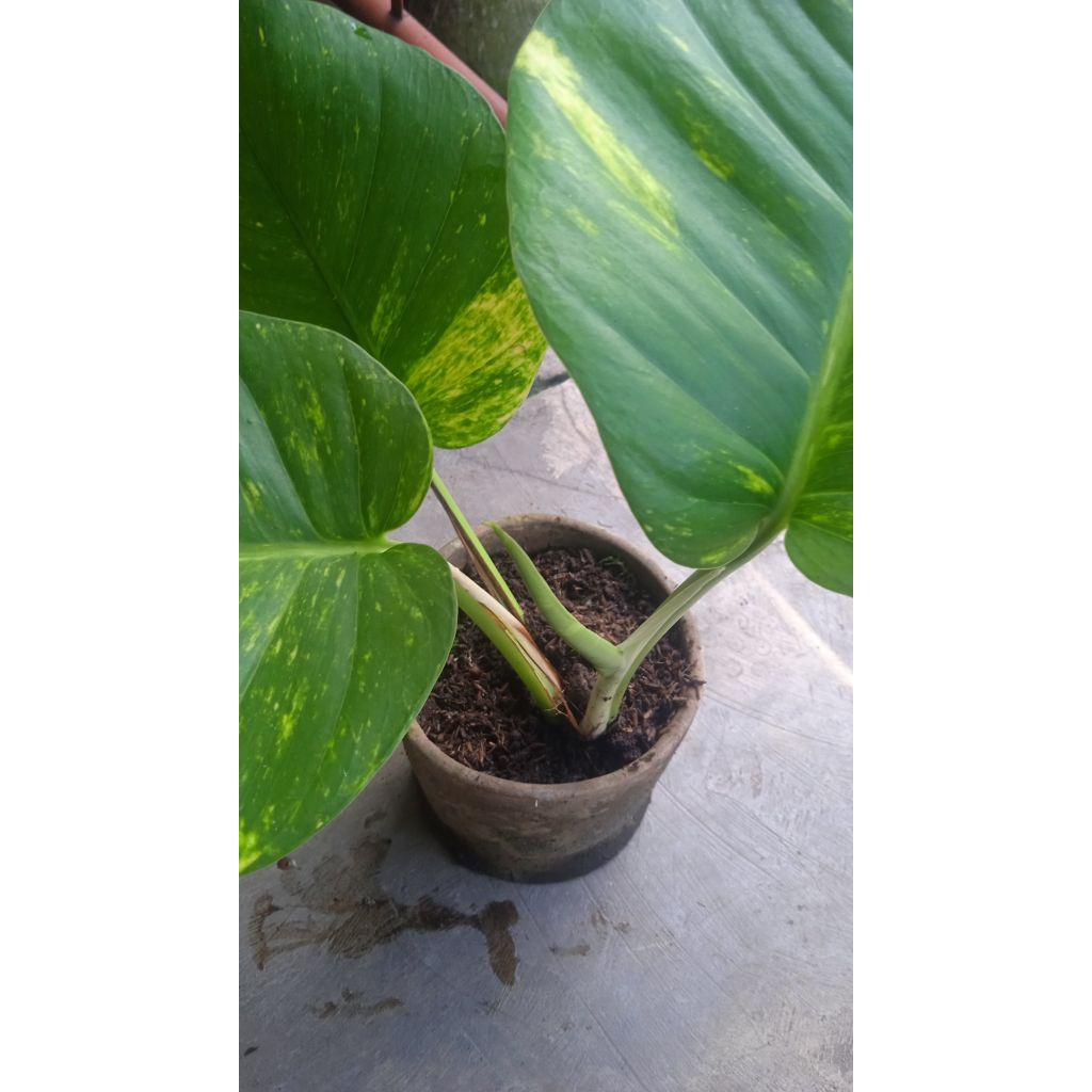 Sirih gading Jumbo siap pecah seperti Monstera