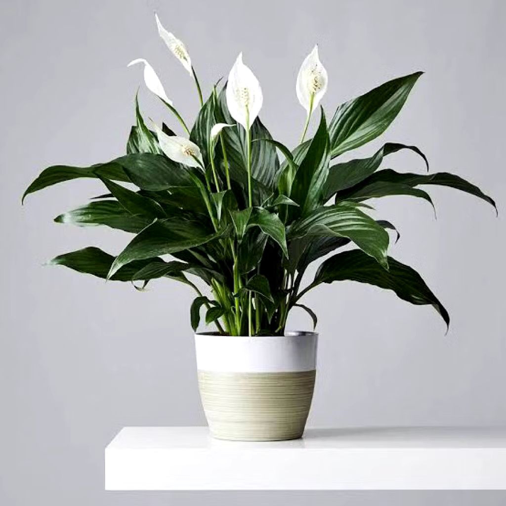 Tanaman Peace lily bangkok rimbun segar