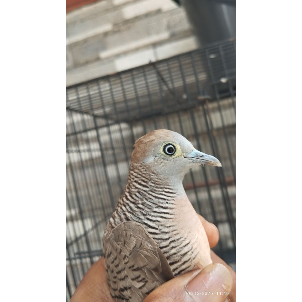 PERKUTUT KATURANGGAN RONDO SOMOYO