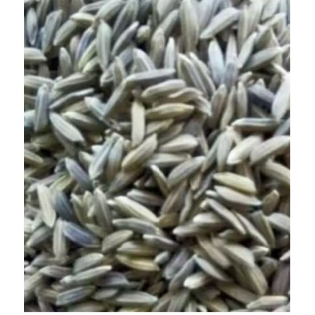 2 kg jual gabah padi ketan hitam kuwalitas bagus alami