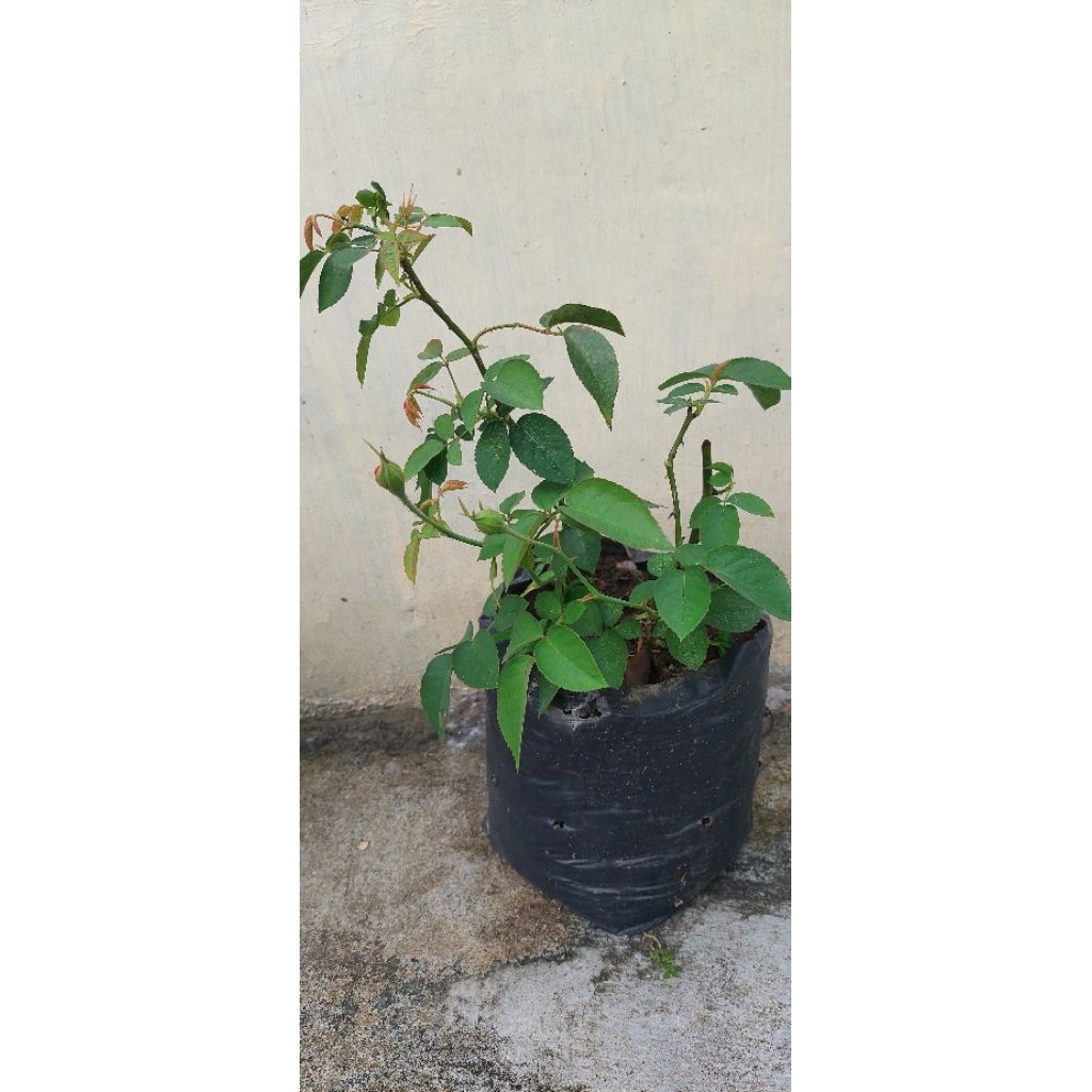 STEK MAWAR KAMPUNG WANGI