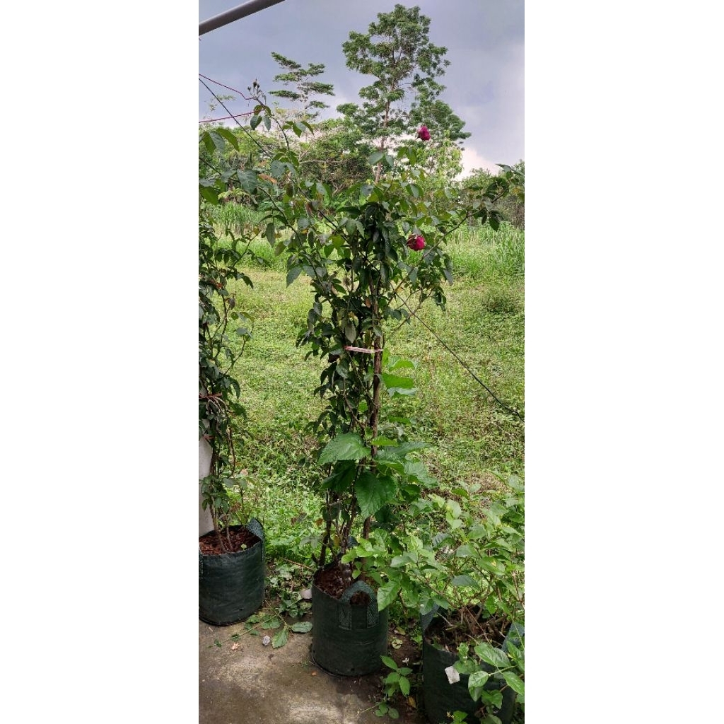 INDUKAN MAWAR KAMPUNG (WANGI)