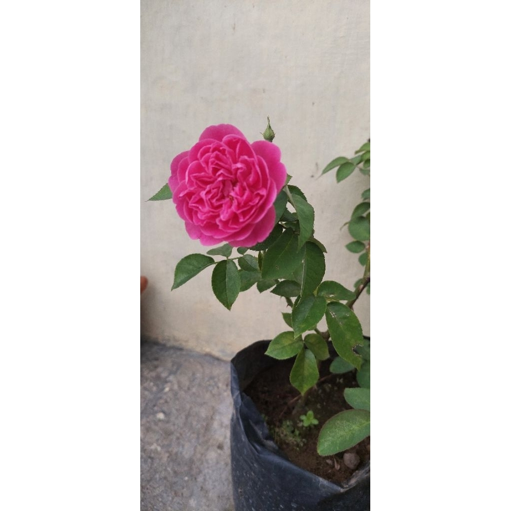 MAWAR KAMPUNG WANGI (MERAH)