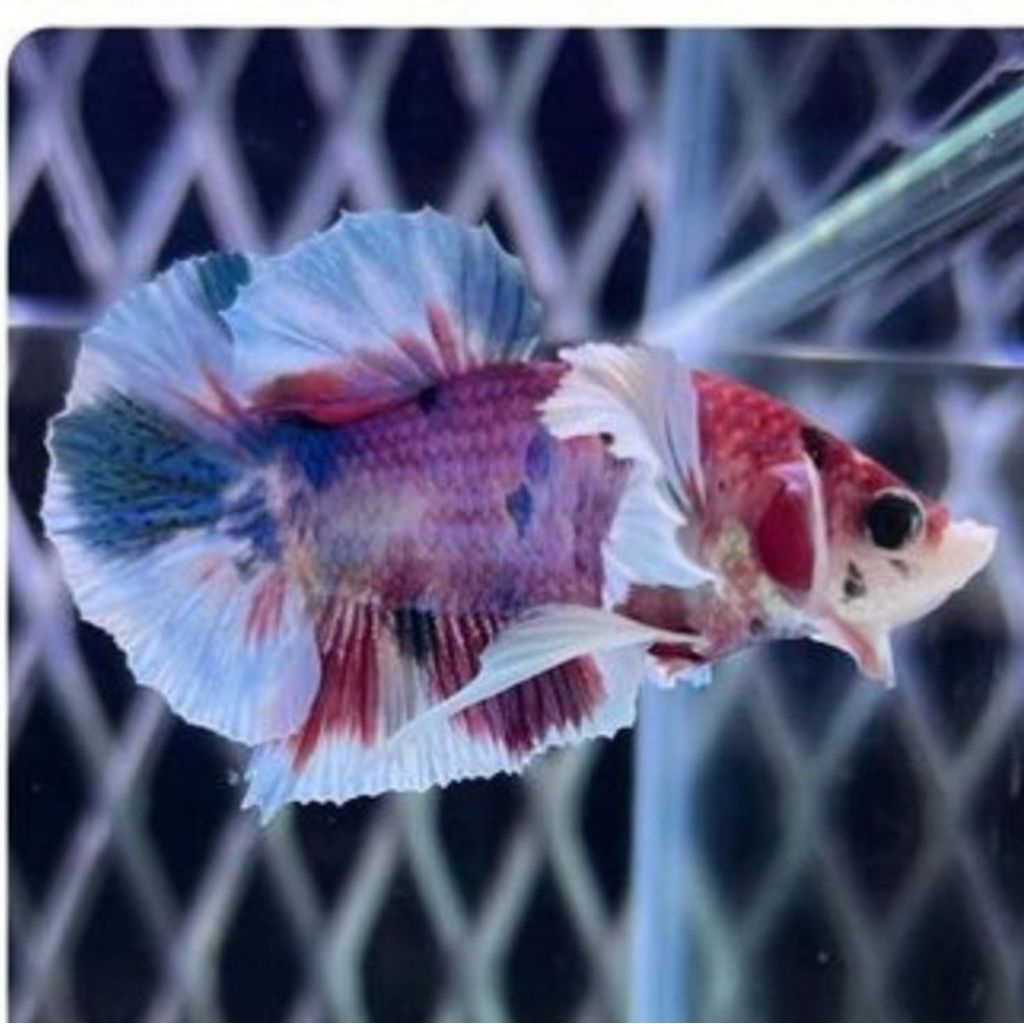 Ikan Cupang Plakat Dumbo Ear MultiColor