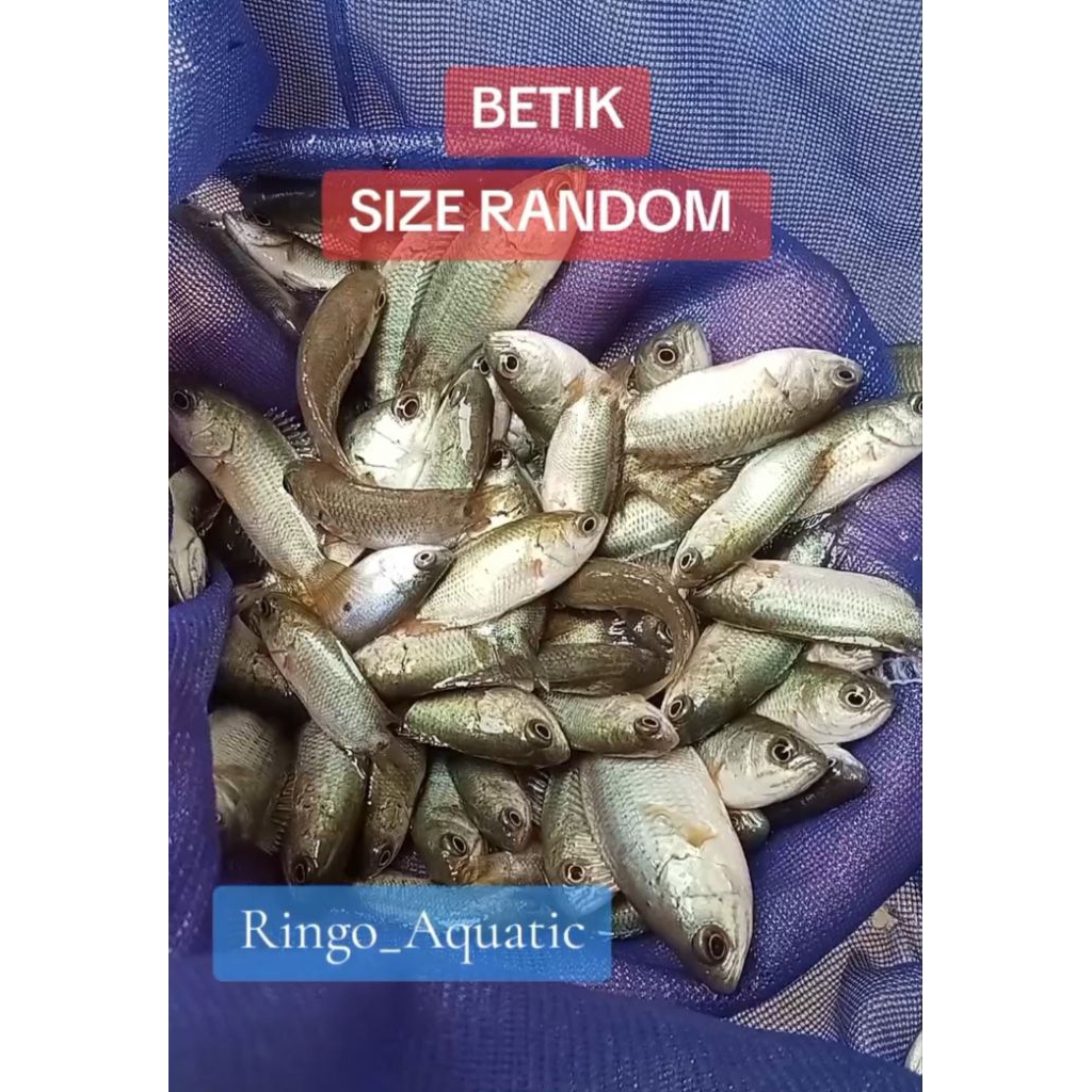 Hiasan Aquarium betik / betok / papuyu