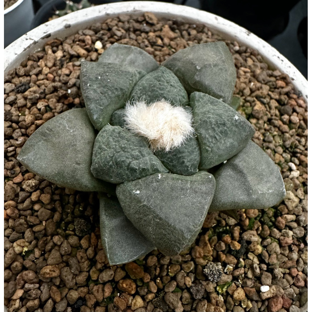 Tanaman Kaktus Ariocarpus Godzilla