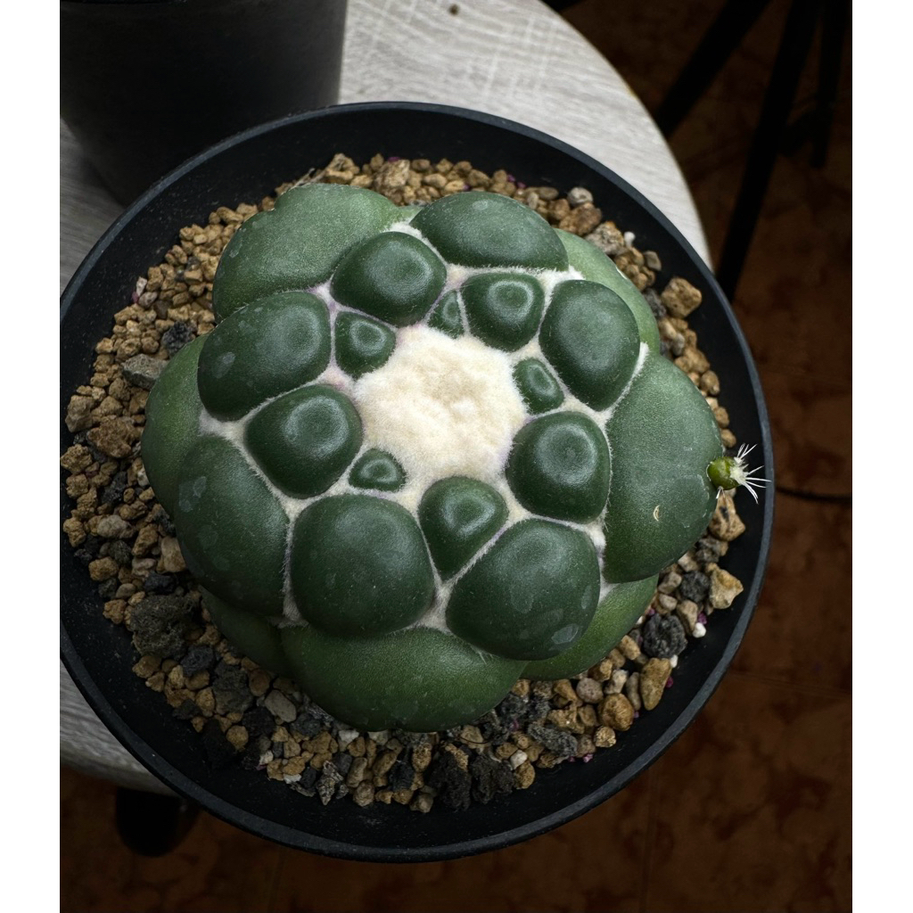 Tanaman kaktus Coryphanta Inermis