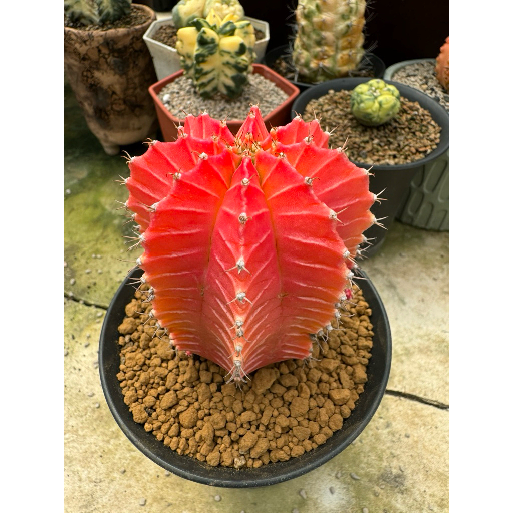 Tanaman Kaktus Gymnocalycium