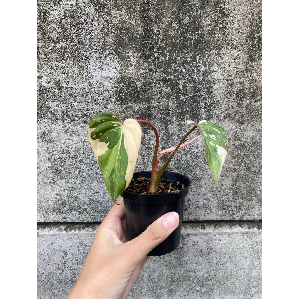 Philodendron Gloriosum Tricolor / 3C / Variegata / Glori Tricolor 3C