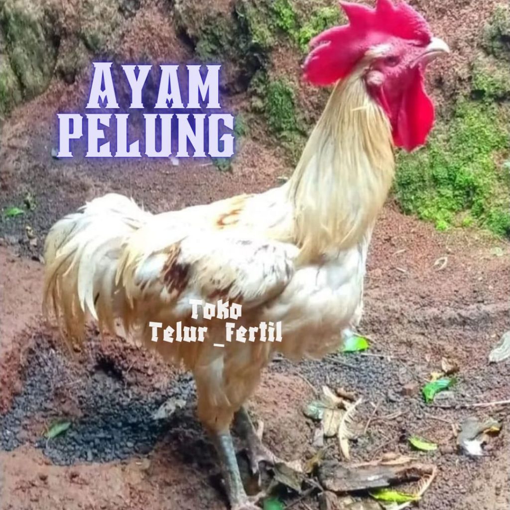 TELUR AYAM PELUNG JUMBO ASLI UNTUK DI TETASKAN