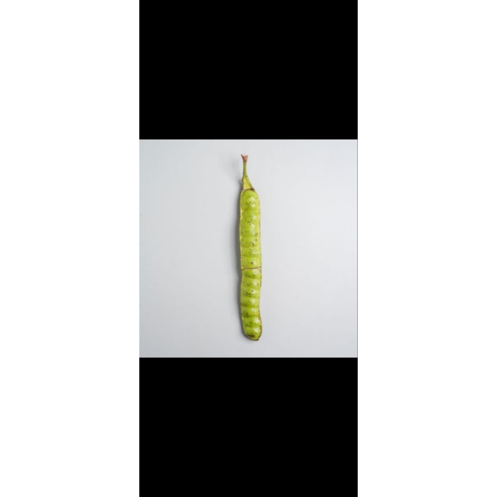 Petai Segar Per Papan, Petai Tua, Petai Padi