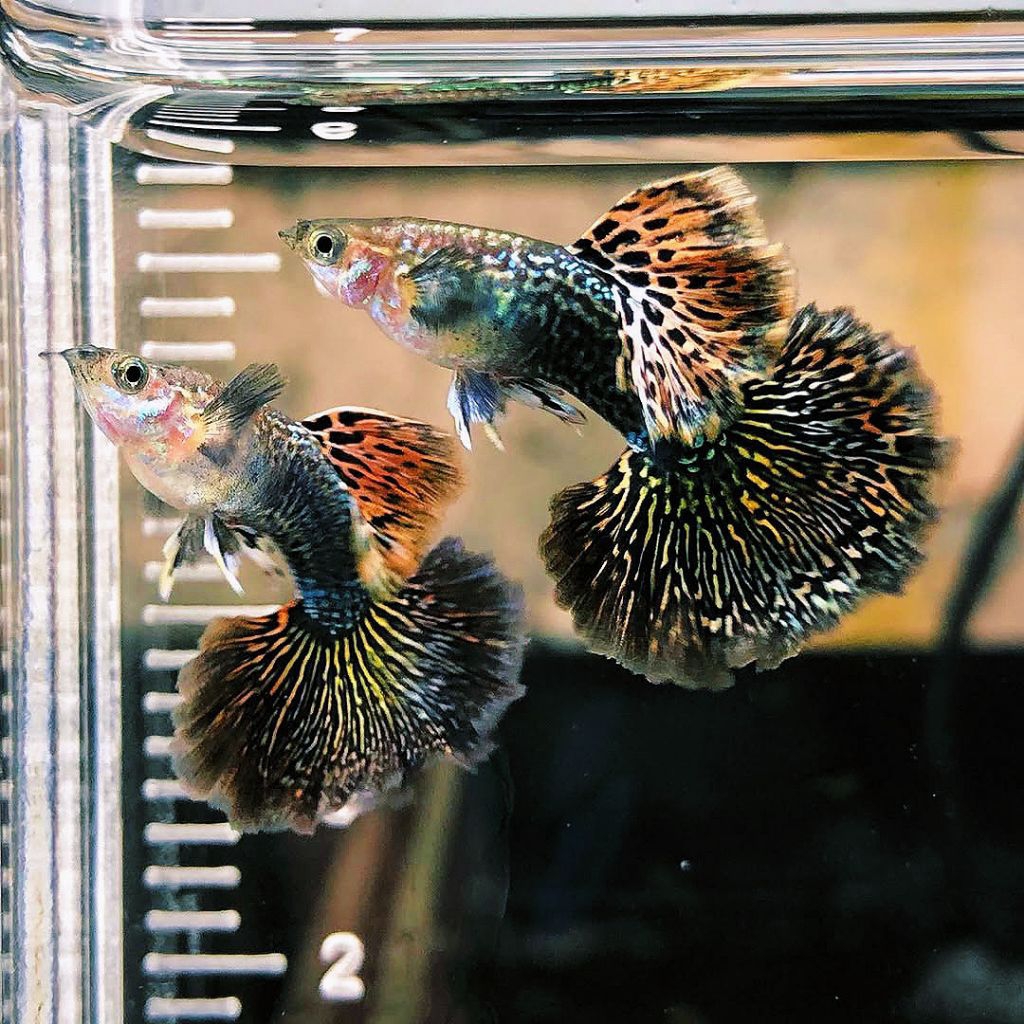 paket Guppy 10 red dragon cendolan jantan betina perhiasan aksesoris aquarium