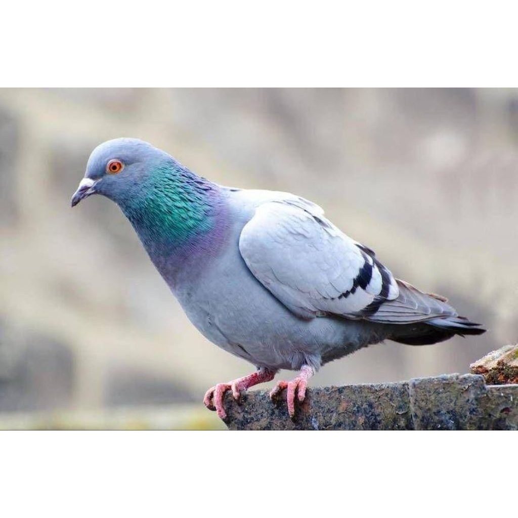 Burung Dara Merpati Jodon Jantan-Betina