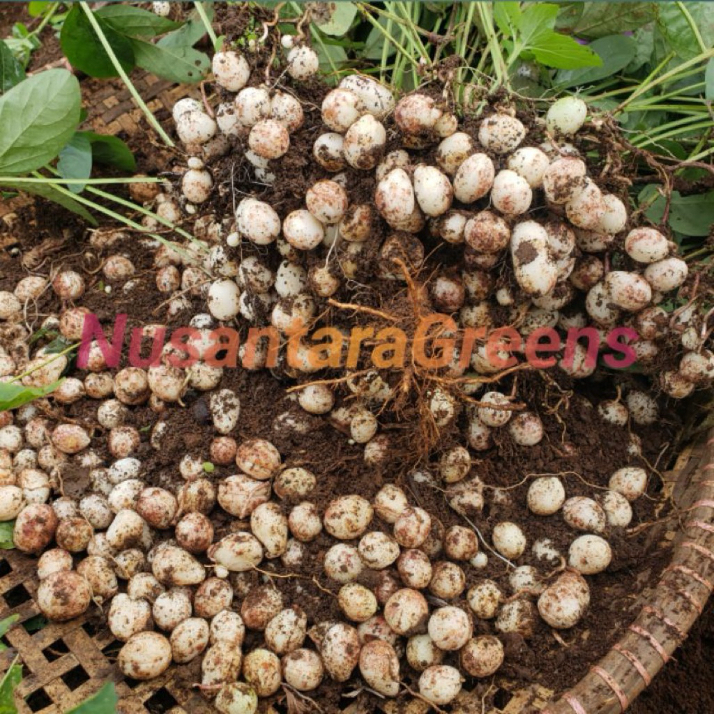 kacang bogor kacang polong tanah kacang kapri tanah