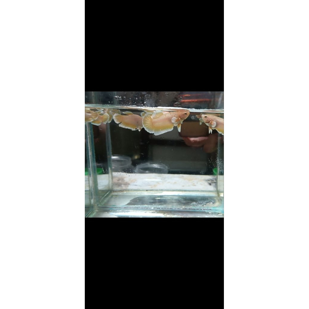 Dumbo ear super gold