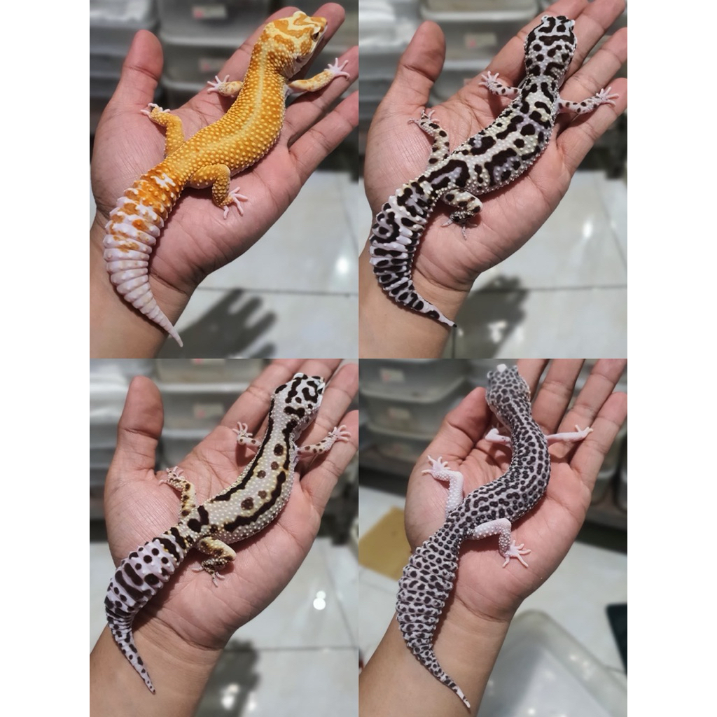 Gecko Adult Dewasa Random Berkualitas Bonus Sticker Free Konsultasi
