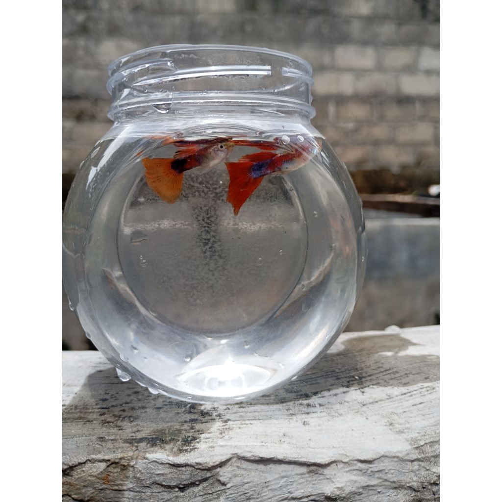 toples guppy red blonde