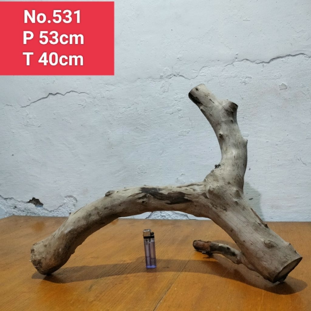 akar santigi laut akar detailing aquascape aquarium 531