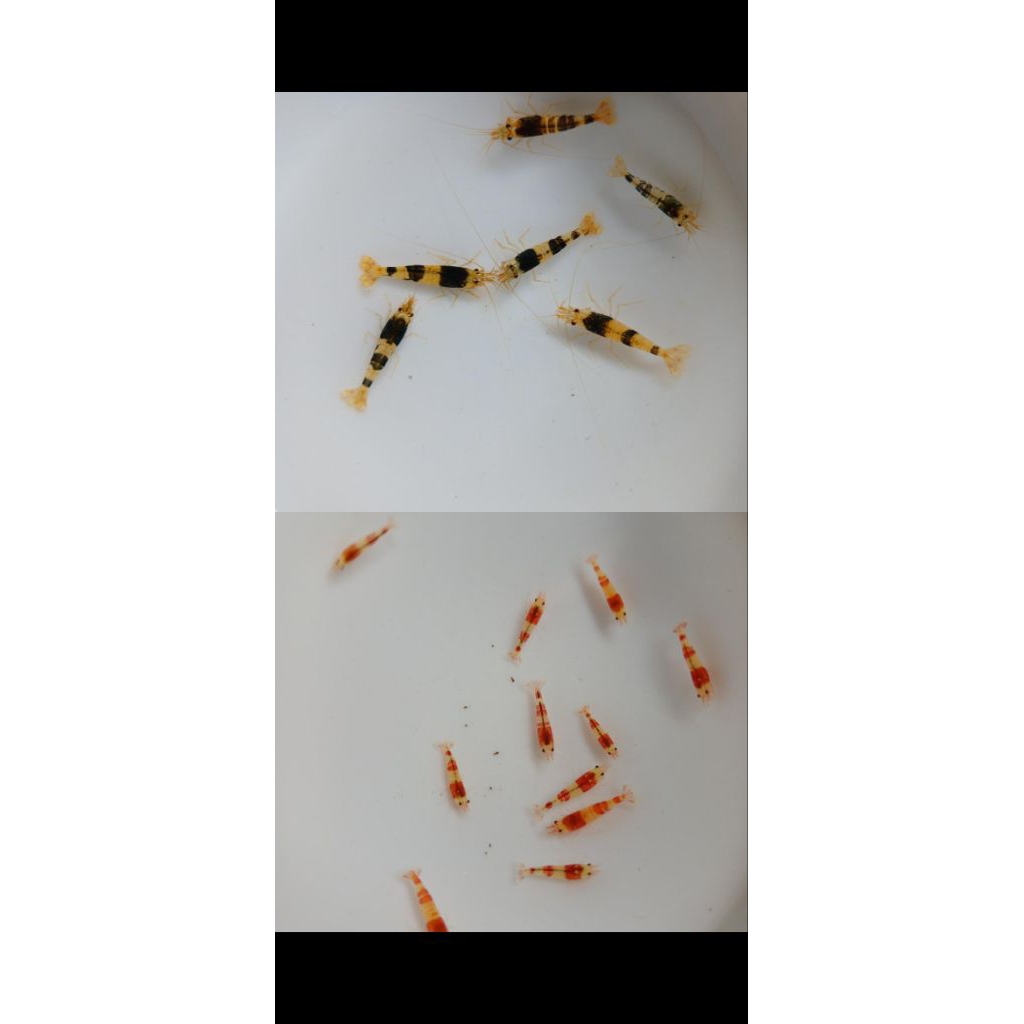 puture aquatic red bee/black bee udang hias cardinal hiasan aquascape aksesoris aquarium