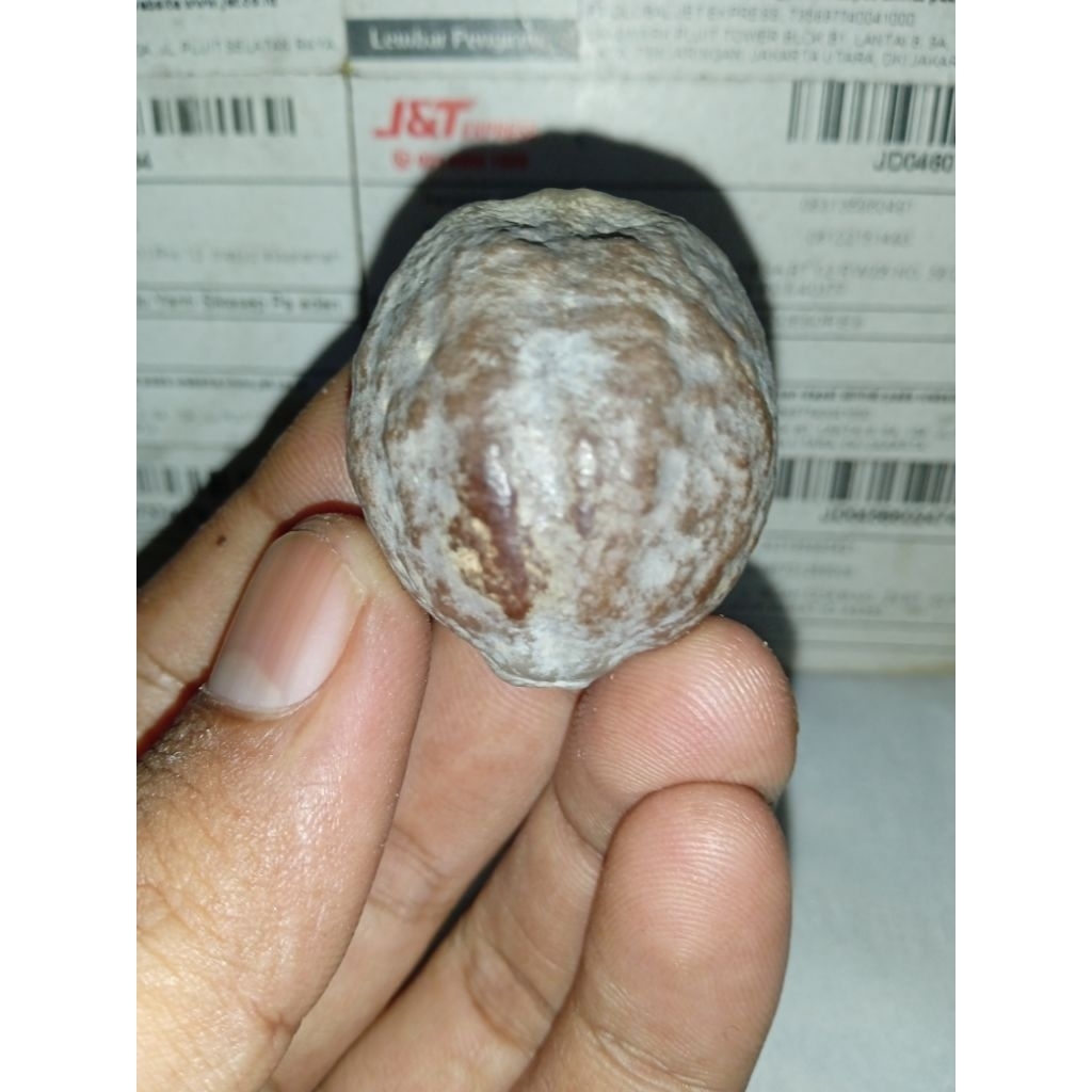 Muncang Adu Yanti A.merhit Batok tebal