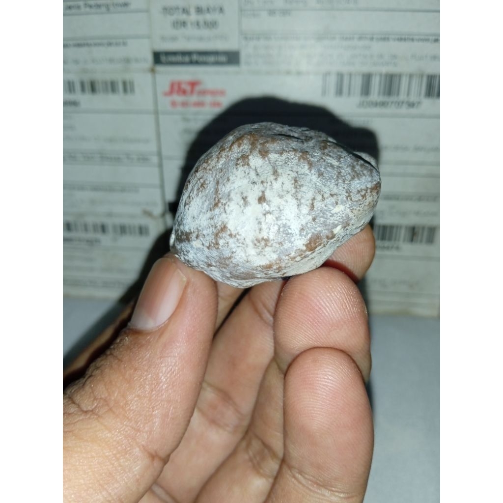 Muncang Adu Jayanti Asem Original Full tua