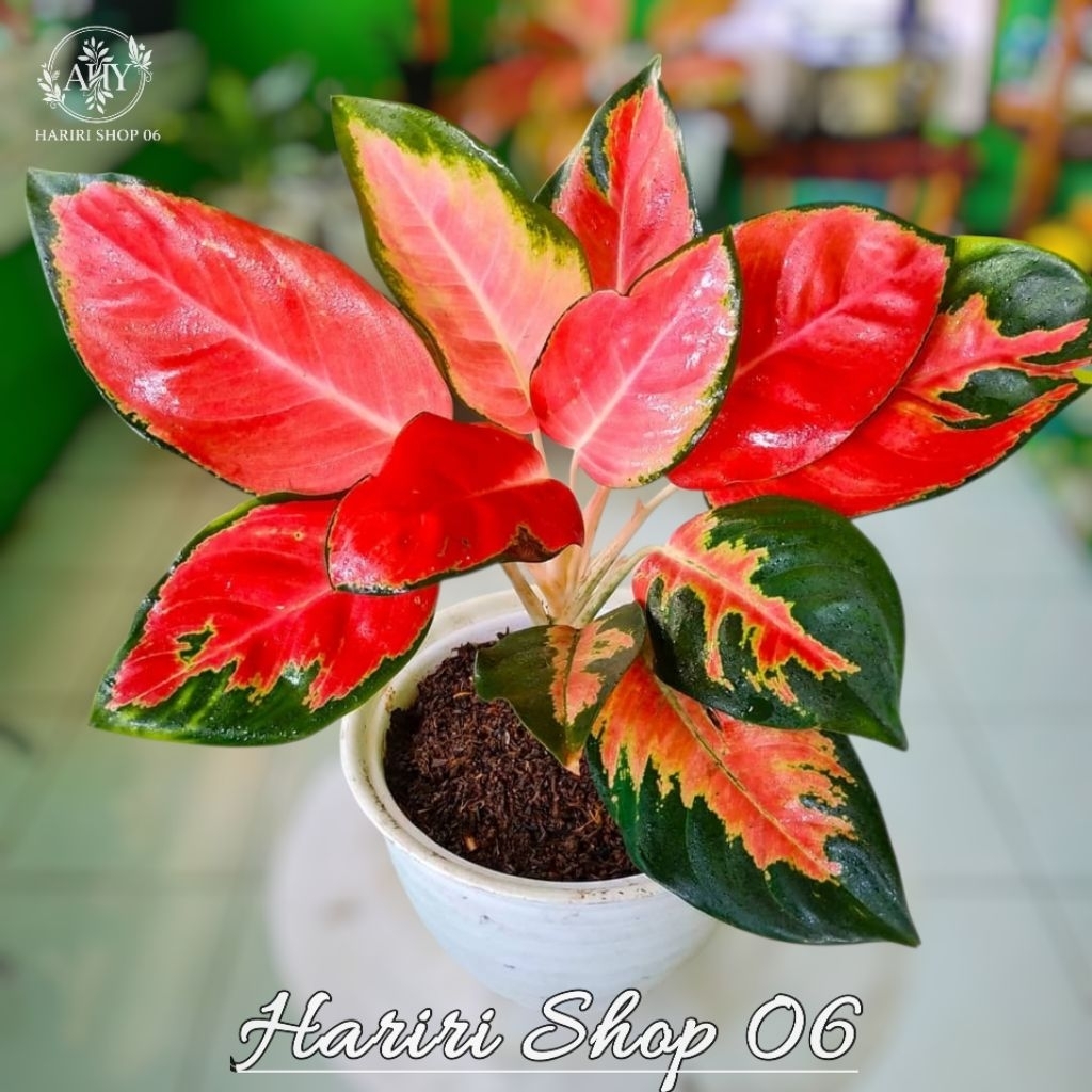 Aglonema Red Kochin Tanaman Hias Aglonema Red Kocin merah Rimbun Dewasa