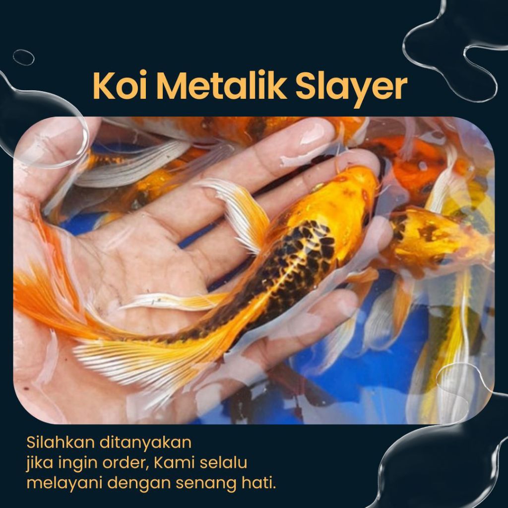 Ready 1 Ekor Koi Metalik Slayer Size 15 CM ( Real Pict )