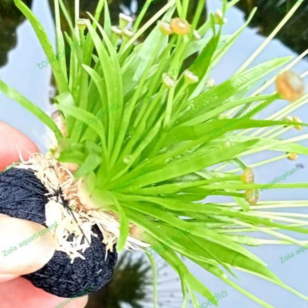 eripcaulon media wabikusa