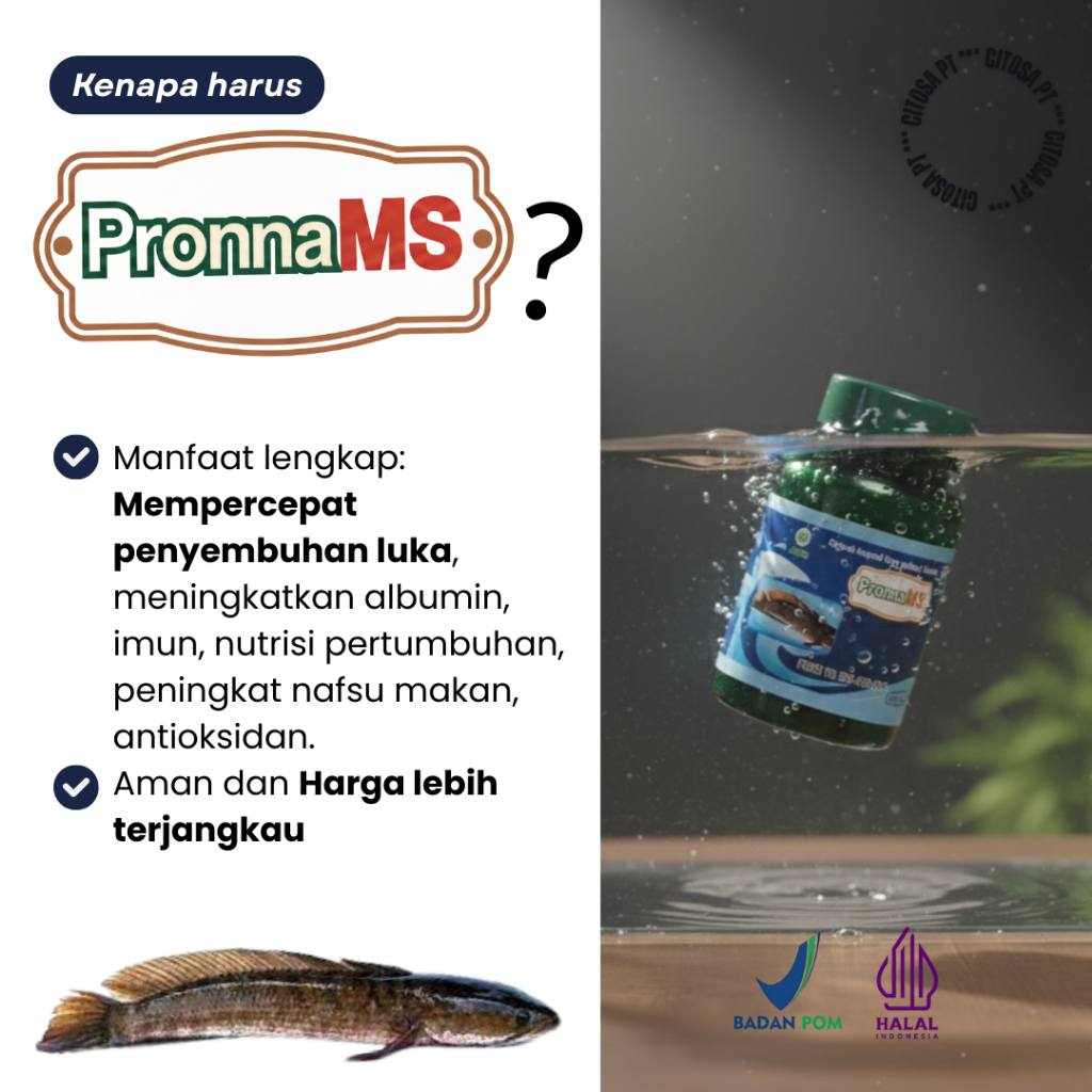 Kapsul Extrak Ikan Gabus @ 60 / Kapsul Kutuk Pronna MS / Kapsul Kutuk / Kapsul Ikan Gabus @ 60