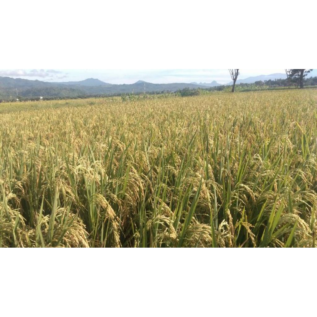Juarastoree_ Bibit Padi Gogo Padi Huma Padi Darat Kemasan 500Grm
