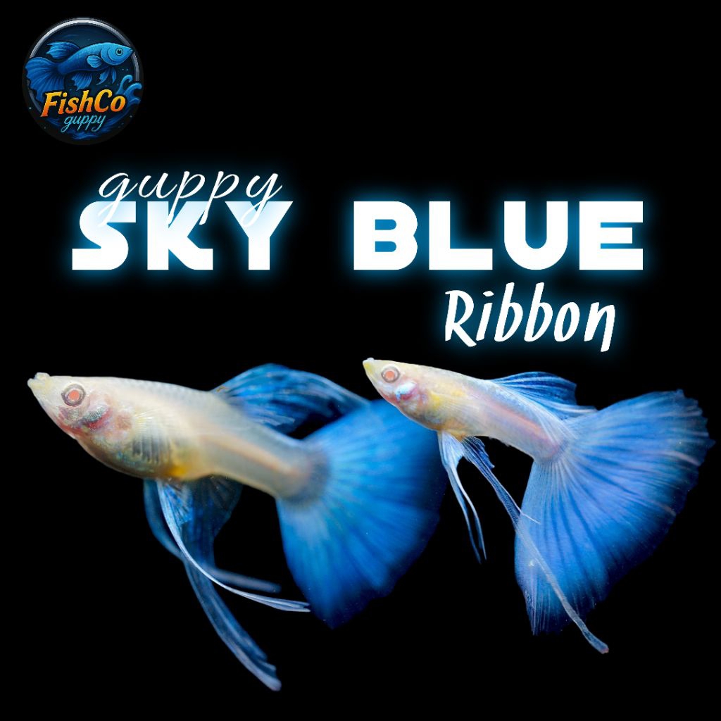 Stiker Aquarium Guppy Sky Blue Ribbon Murah Sehat