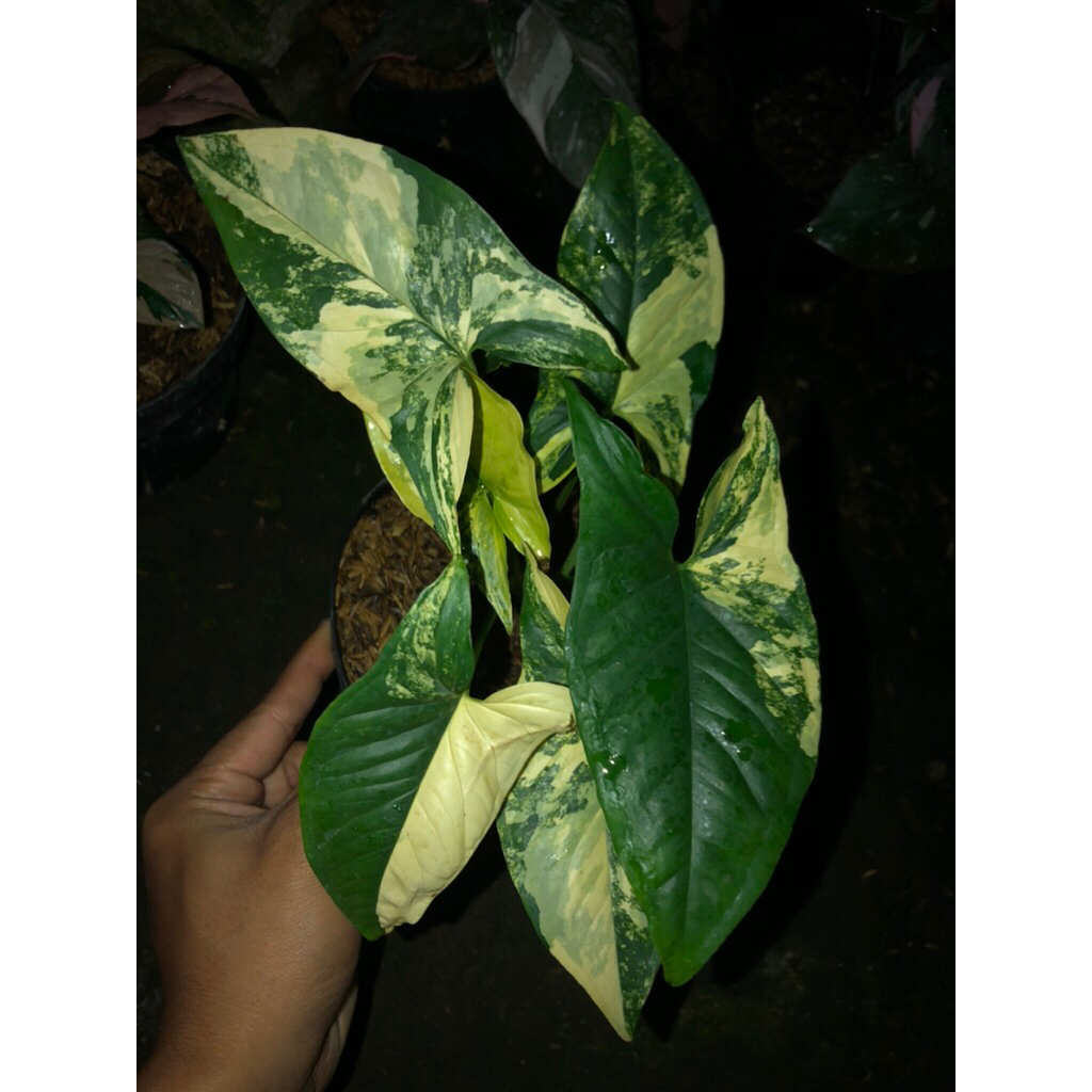 Tanaman hias syngonium variegata yellow / syngonium Aurea Variegata