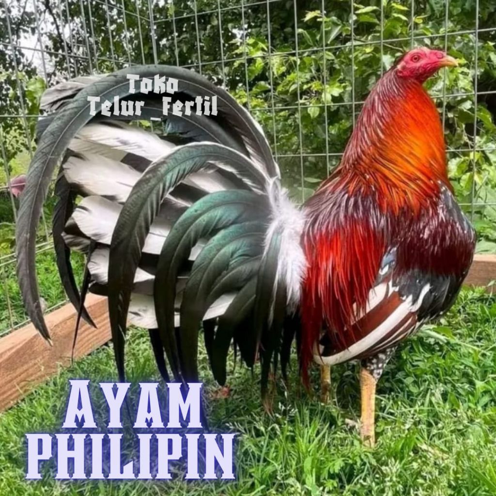 TELUR AYAM PHILIPIN ASLI PETARUNG AK 47