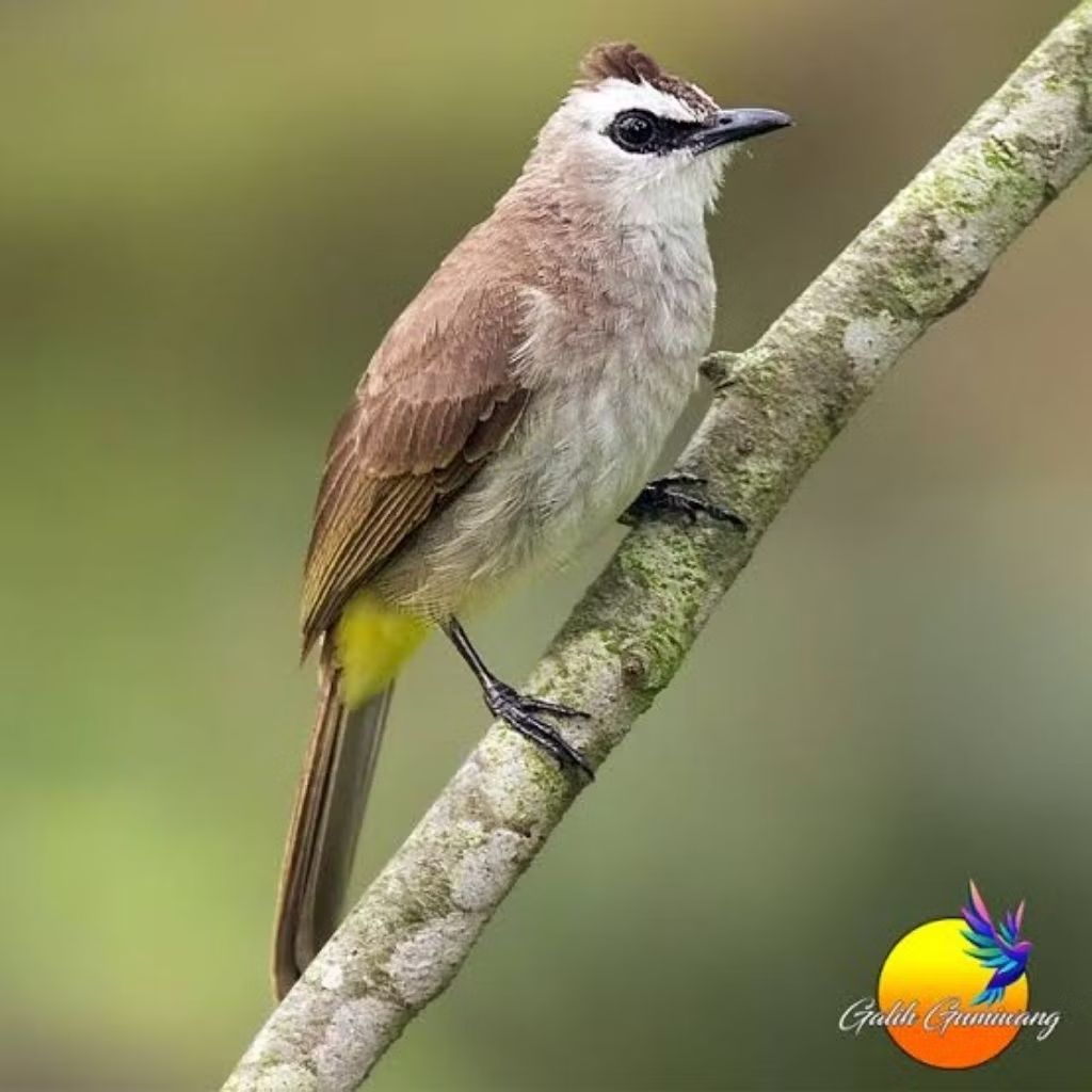 Trucukan kebo gacor sudah bunyi jantan